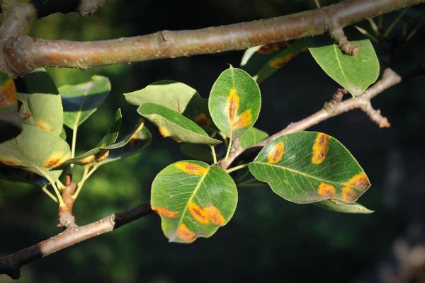 Fungicides