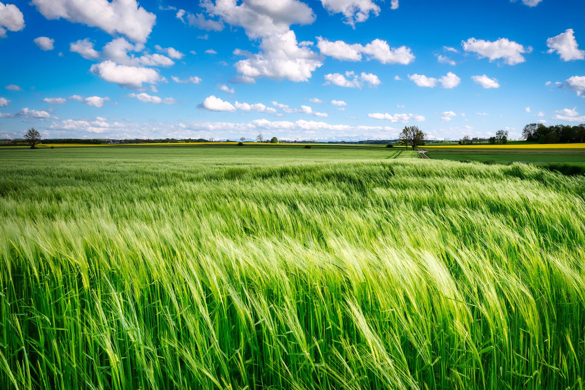 Agricultural field