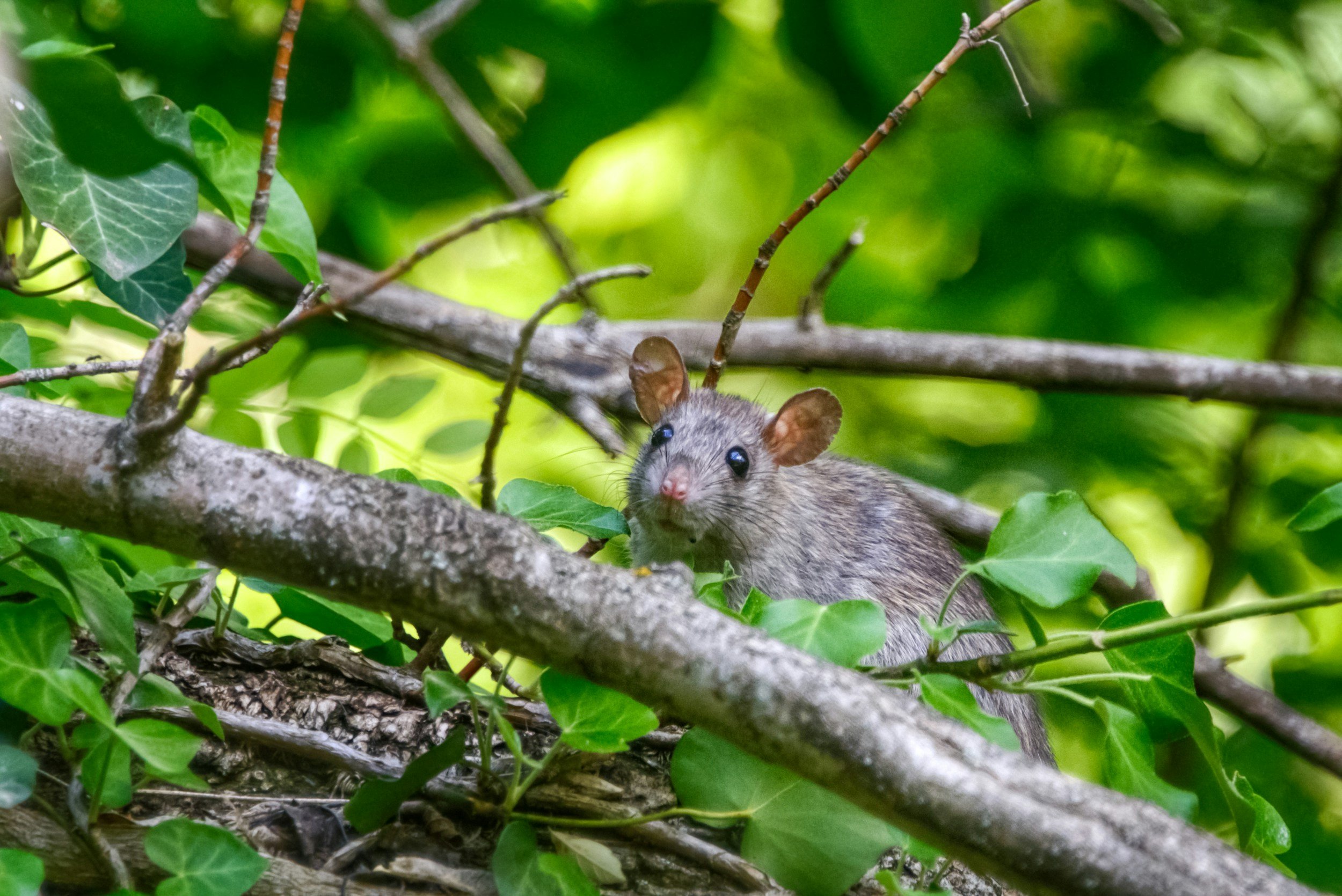 Rodenticides